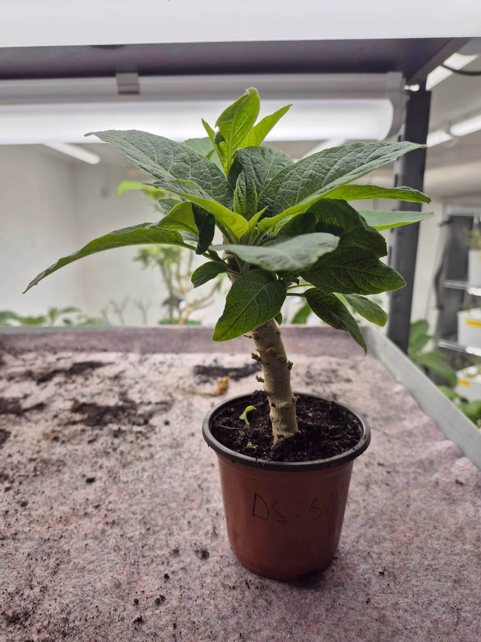 Änglatrumpet/Brugmansia - DS Smart