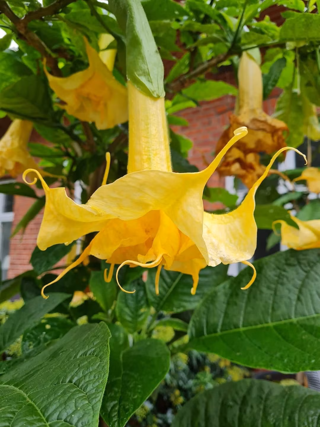 Änglatrumpet/Brugmansia - Zitronenkönig