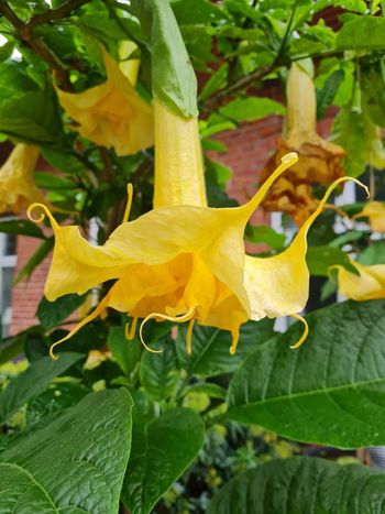Änglatrumpet/Brugmansia - Zitronenkönig