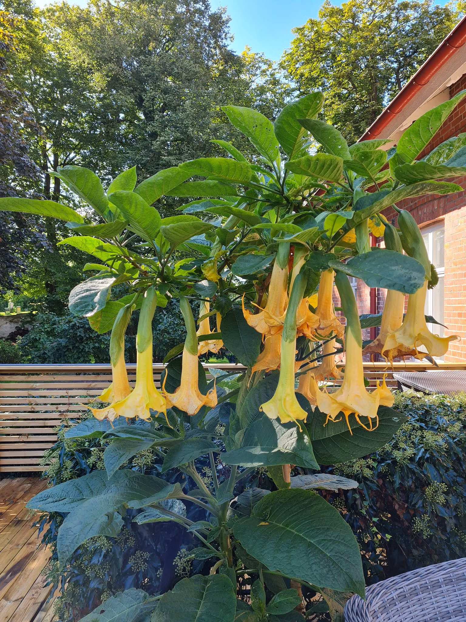 Änglatrumpet/Brugmansia - Zitronenkönig