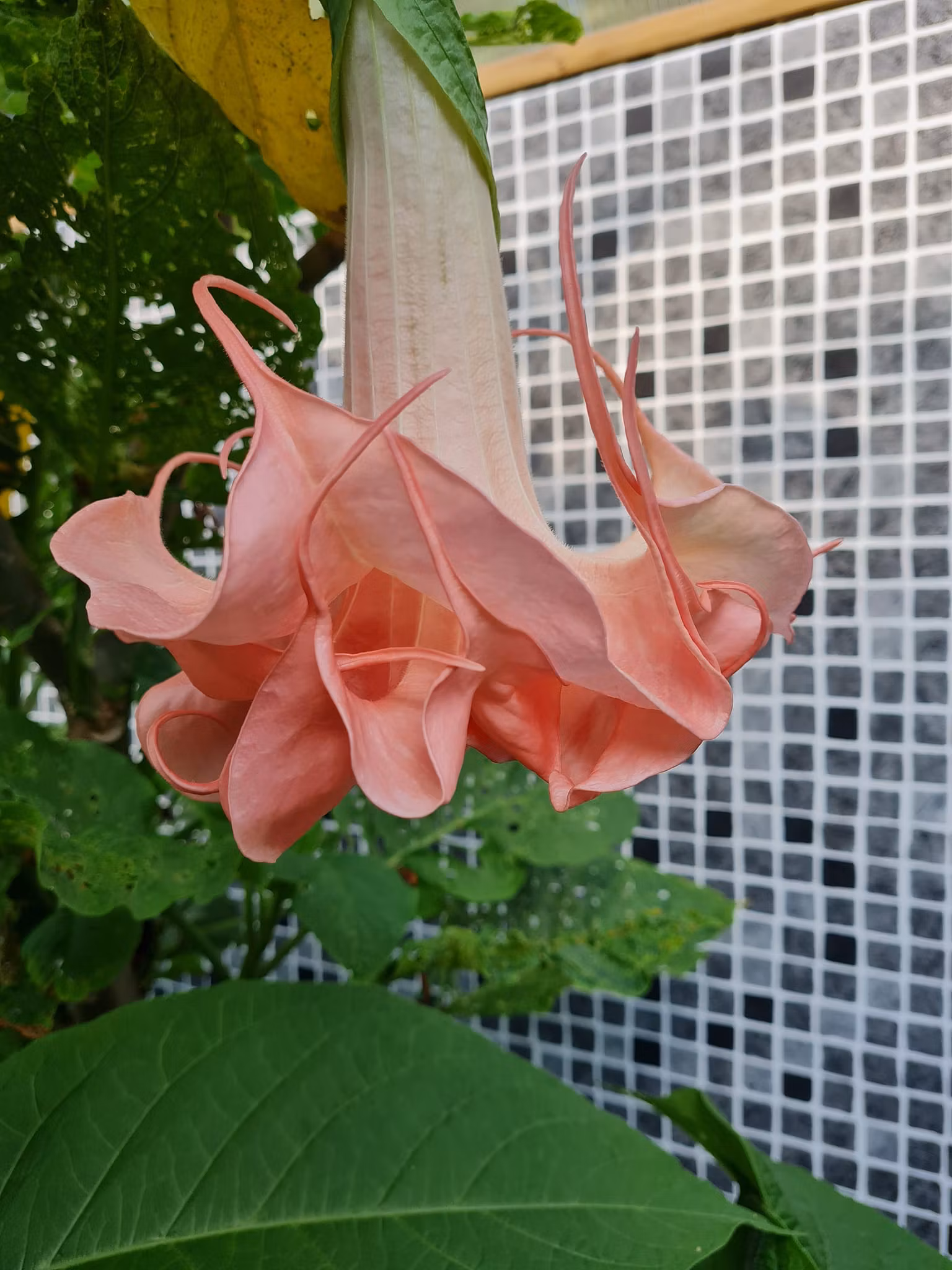 Änglatrumpet Nostalgi (Brugmansia)