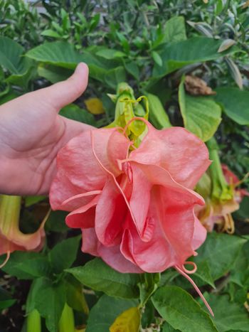 Änglatrumpet/Brugmansia - Romantika