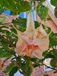 Änglatrumpet Dalen’s Pink Amour (Brugmansia)