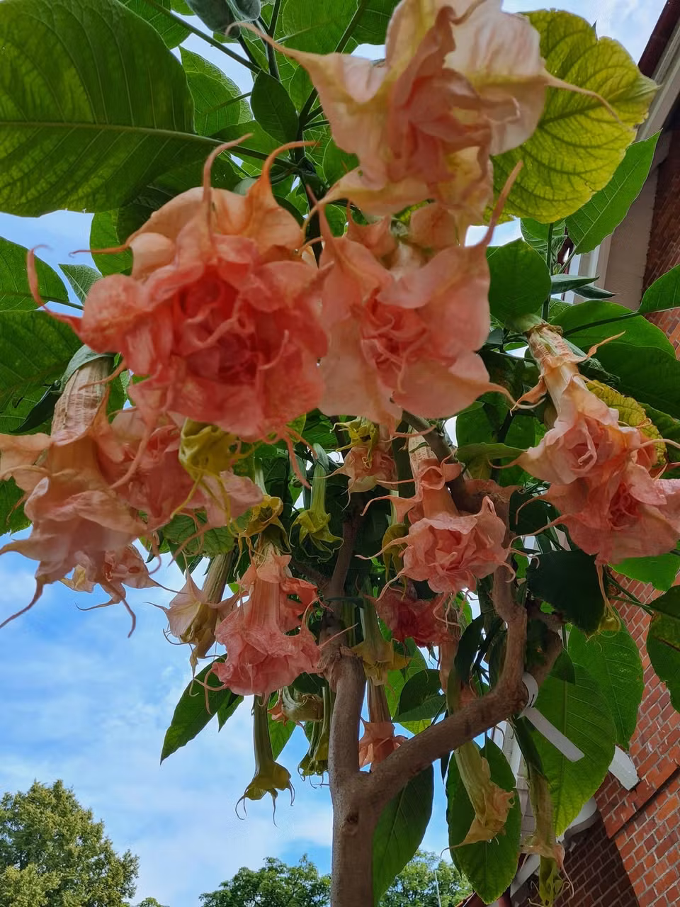 Änglatrumpet/Brugmansia - Dalen’s Pink Amour