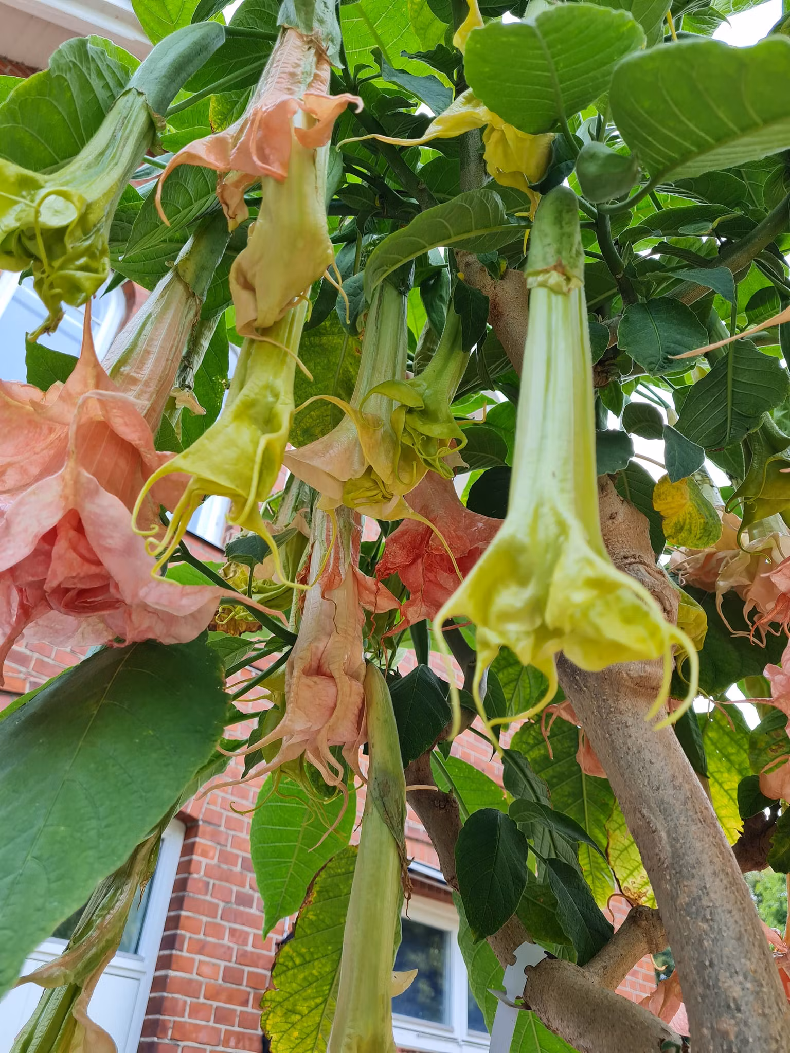 Änglatrumpet/Brugmansia - Dalen’s Pink Amour