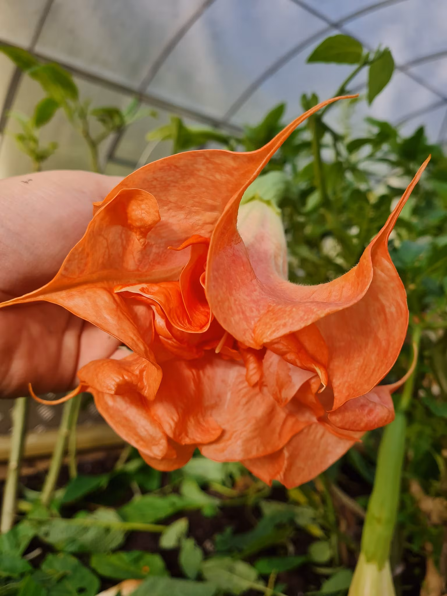 Änglatrumpet/Brugmansia - DS Smart