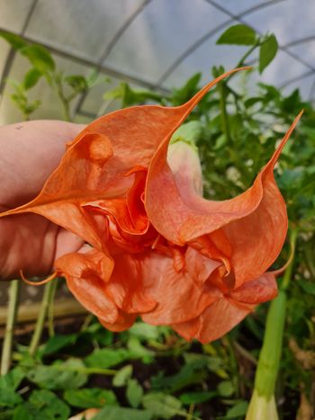 Änglatrumpet/Brugmansia - DS Smart