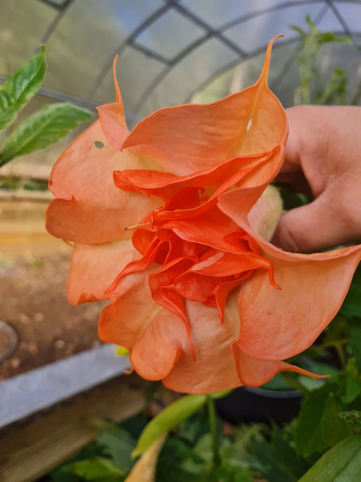 Änglatrumpet/Brugmansia - DS Smart
