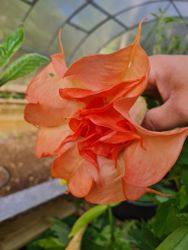 Änglatrumpet/Brugmansia - DS Smart
