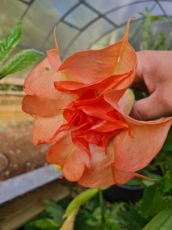 Änglatrumpet/Brugmansia - DS Smart