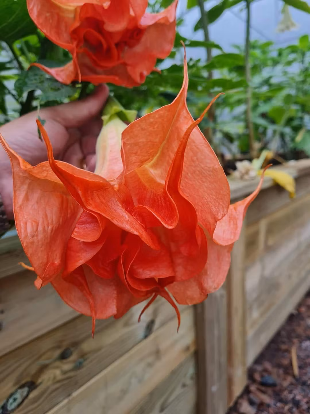 Änglatrumpet/Brugmansia - DS Smart