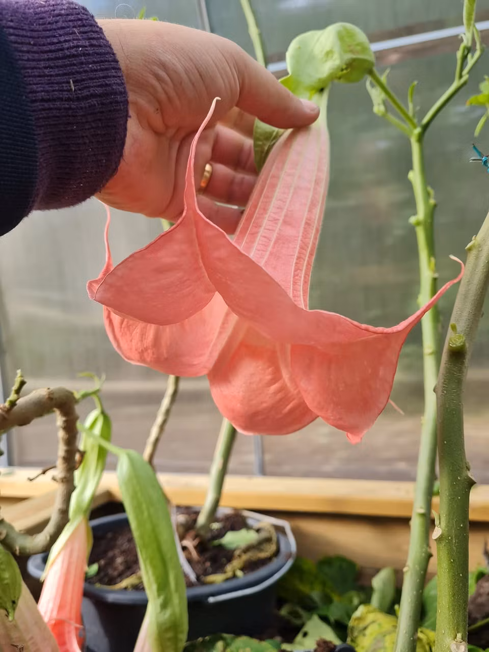 Änglatrumpet/Brugmansia - Firebird
