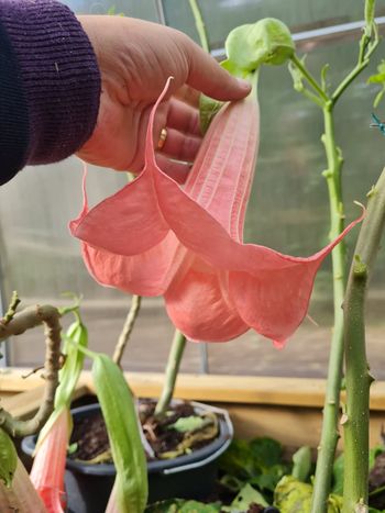 Änglatrumpet/Brugmansia - Firebird