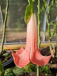 Änglatrumpet/Brugmansia - Firebird