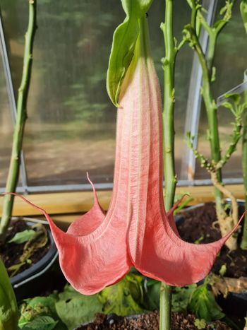 Änglatrumpet/Brugmansia - Firebird