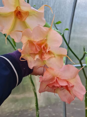Änglatrumpet/Brugmansia - Fruit Salad