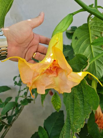 Änglatrumpet/Brugmansia - Fruit Salad