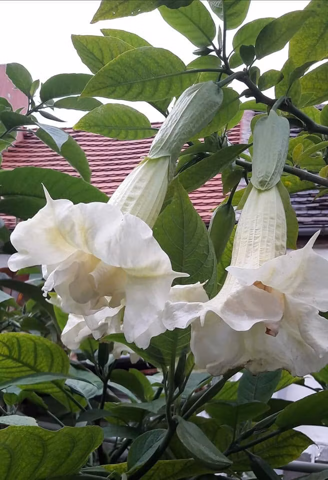 Änglatrumpet Silky Balerina (Brugmansia)