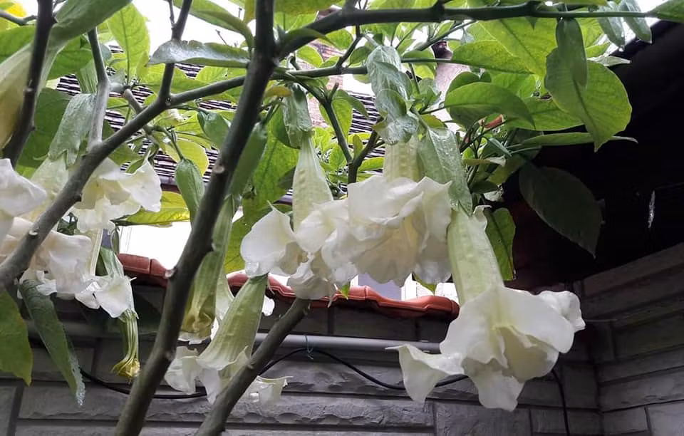 Änglatrumpet Silky Balerina (Brugmansia)