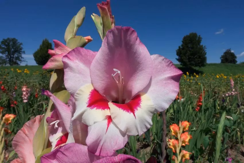 Gladiolus - Zamora