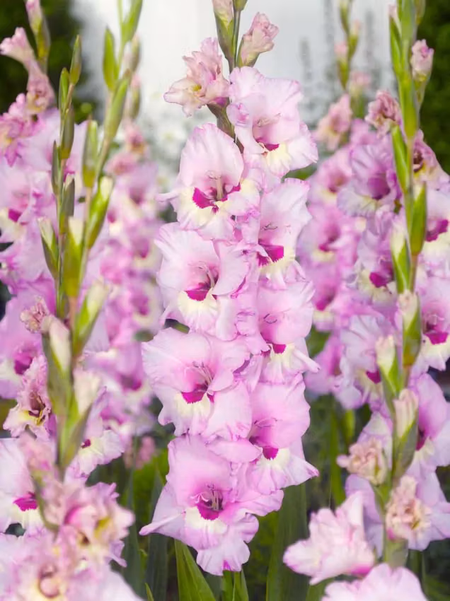 Gladiolus - Zamora
