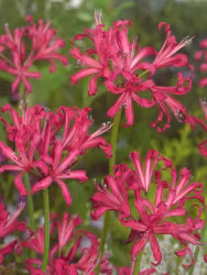 Spindellilja - Nerine Bowdenii Isabel
