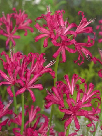 Spindellilja - Nerine Bowdenii Isabel