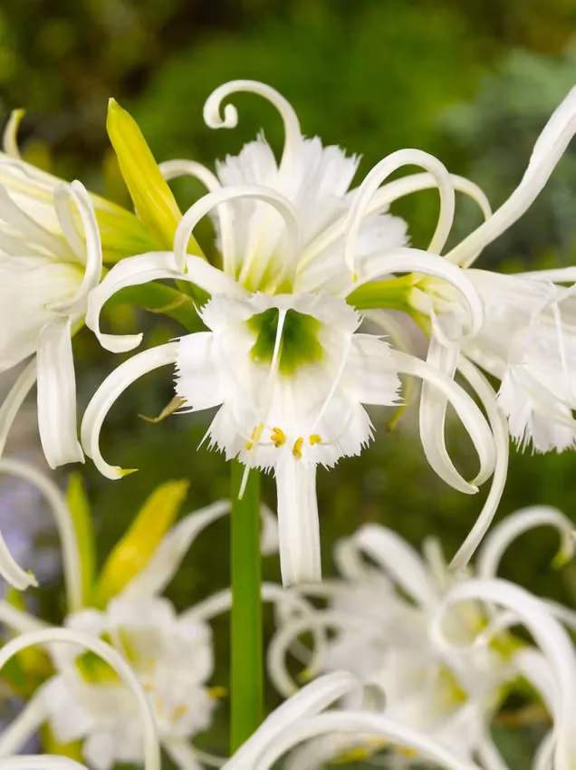 Spindellilja -Hymenocallis Ismene Festalis