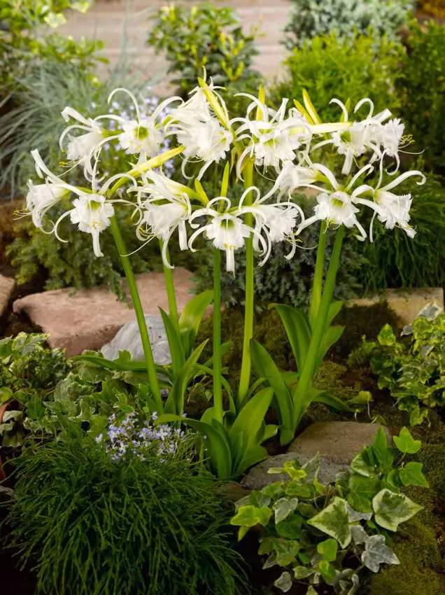 Spindellilja -Hymenocallis Ismene Festalis