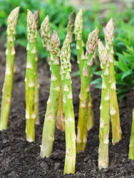 Sparris -Asparagus Gijnlim (Barrotad)