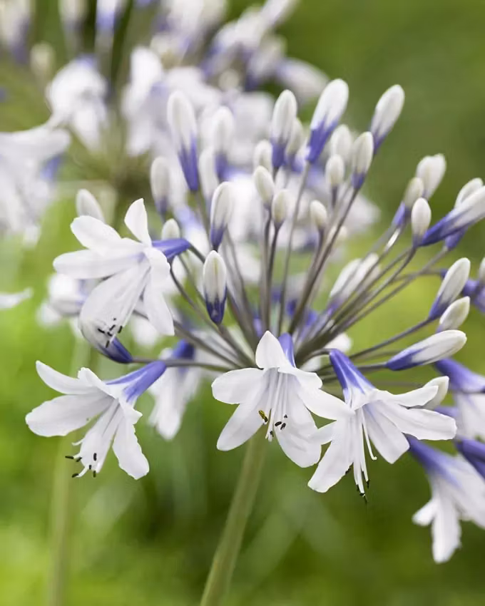 Afrikansklilja/Agapanthus - Twister (Barrotad)
