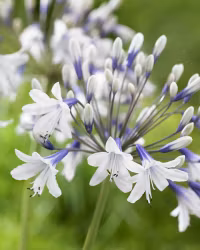 Afrikansklilja/Agapanthus - Twister (Barrotad)