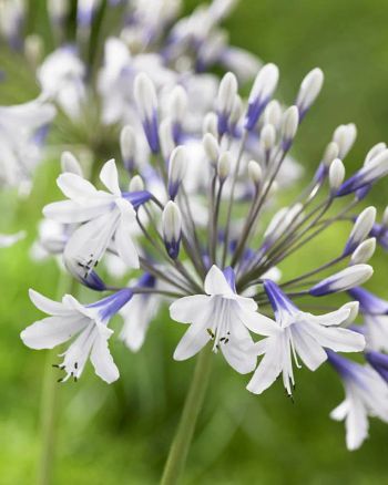 Afrikansklilja/Agapanthus - Twister (Barrotad)