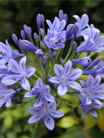 Afrikansklilja/Agapanthus - Sunfield (Barrotad)