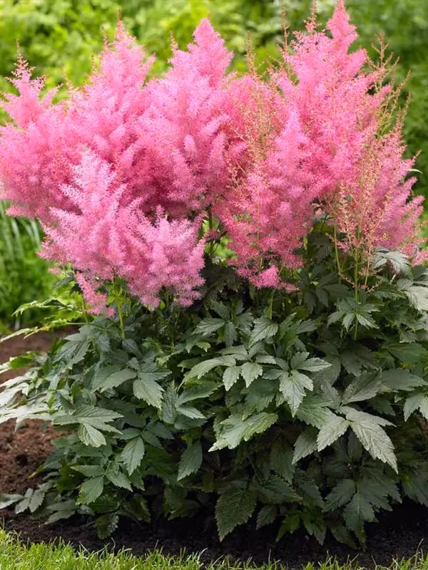 Astilbe - Europa Japonica (Barrotad)