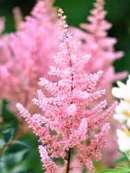 Astilbe - Europa Japonica (Barrotad)