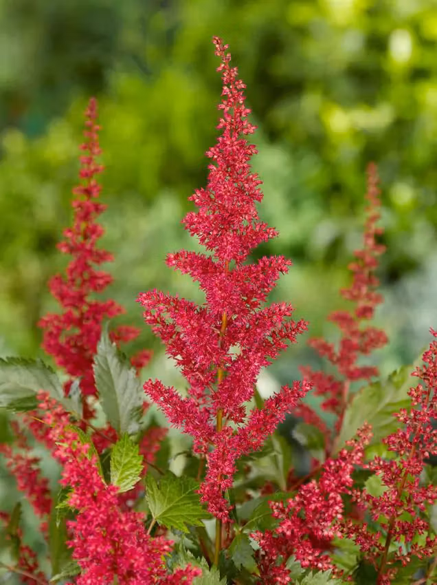 Astilbe - Fanal (Barrotad)