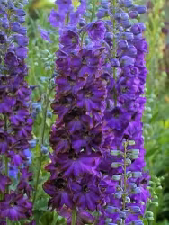 Riddarsporre - Delphinium Magic Fountains Dark Bee (Barrotad)