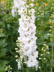 Riddarsporre - Delphinium Magic Fountains Pure White (Barrotad)