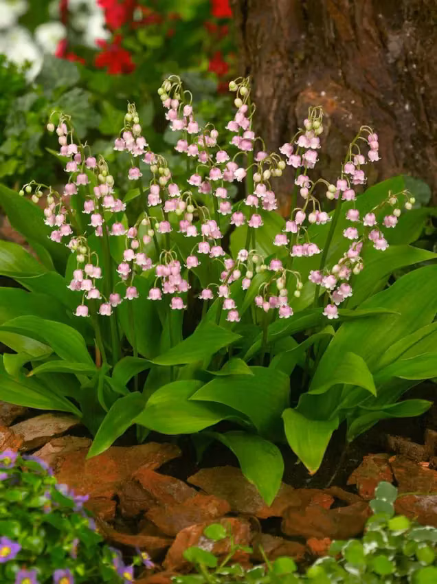 Liljekonvalj - Convallaria Rosea Majalis (Barrotad)