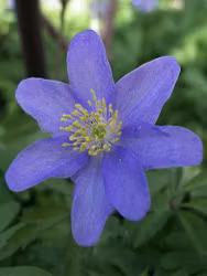 Blå Vitsippa - Nemorosa Royal Blue (Barrotad)