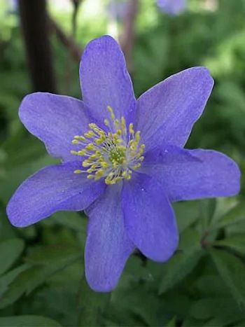 Blå Vitsippa - Nemorosa Royal Blue (Barrotad)
