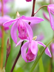 Hyacintorkidé - Bletilla Striata Pink (Barrotad)