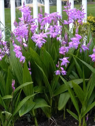 Hyacintorkidé - Bletilla Striata Pink (Barrotad)