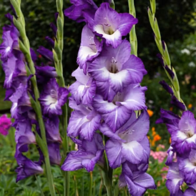 Gladiol/Gladiolus - Blue Isle