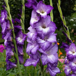Gladiol/Gladiolus - Blue Isle