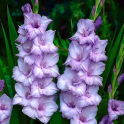 Gladiol/Gladiolus - Blue Tropic