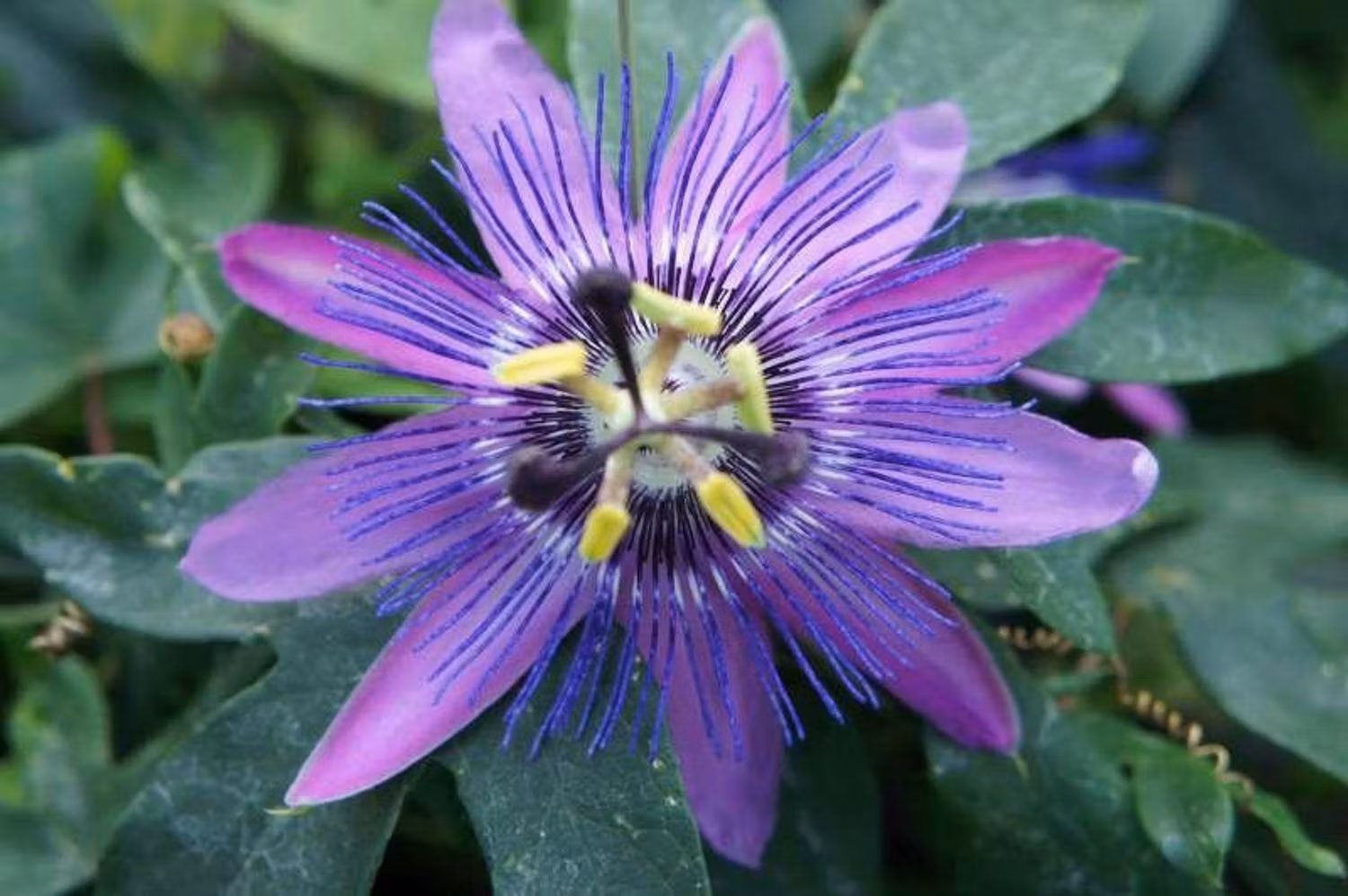 Passionsblomma/Passiflora - Lavender Lady