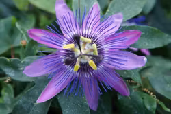 Passionsblomma/Passiflora - Lavender Lady