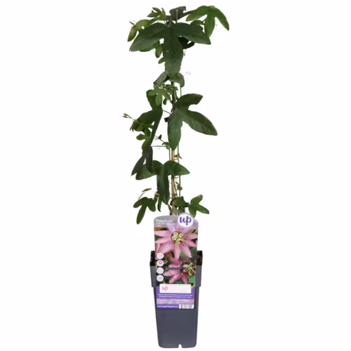 Passionsblomma/Passiflora - Lavender Lady
